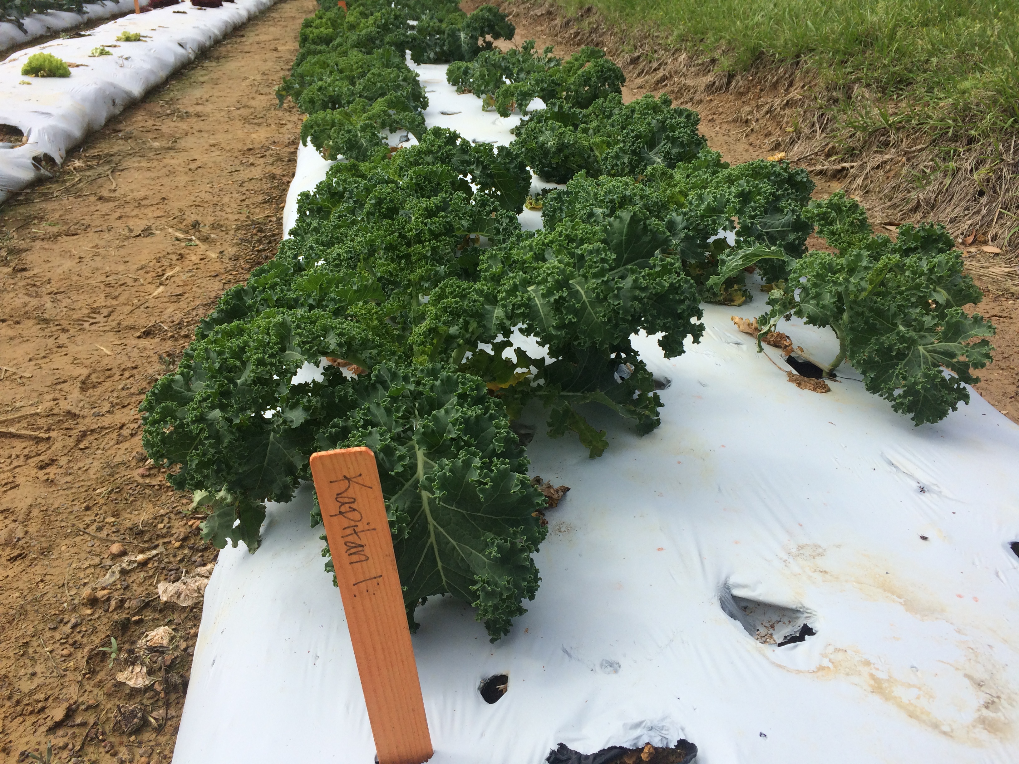 2017 LSU AgCenter / MoravoSeed Lettuce and Kale Trials